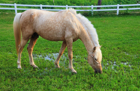 在服务器场中的多用途的动物主题的牧场现场使用中吃草的白马