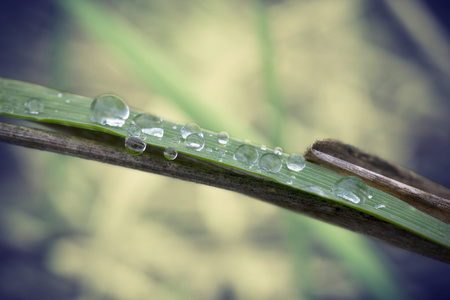 水滴在草地上