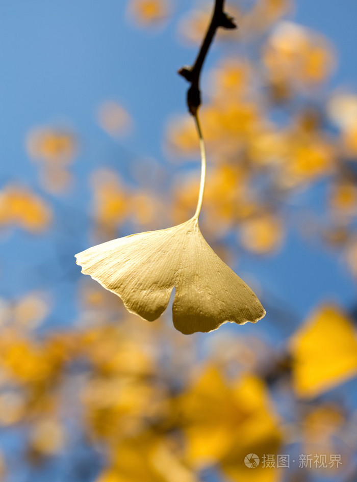 银杏叶在阳光下照片-正版商用图片1dxu37-摄图新视界