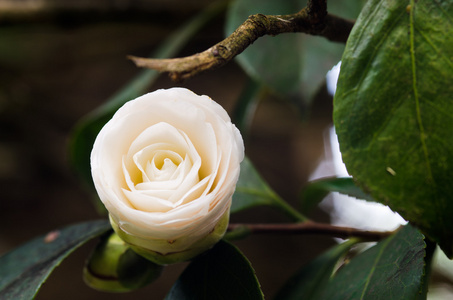 山茶花