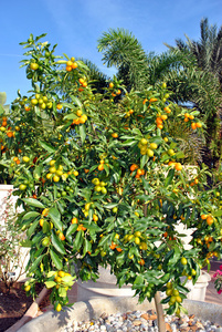 永海金橘拉丁语名称金柑玛格丽塔