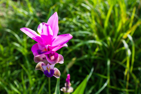 暹罗郁金香花