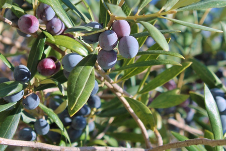橄榄的树枝上图片