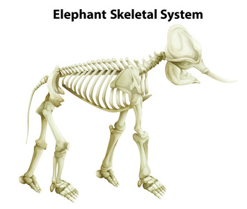 一只大象的骨骼系统