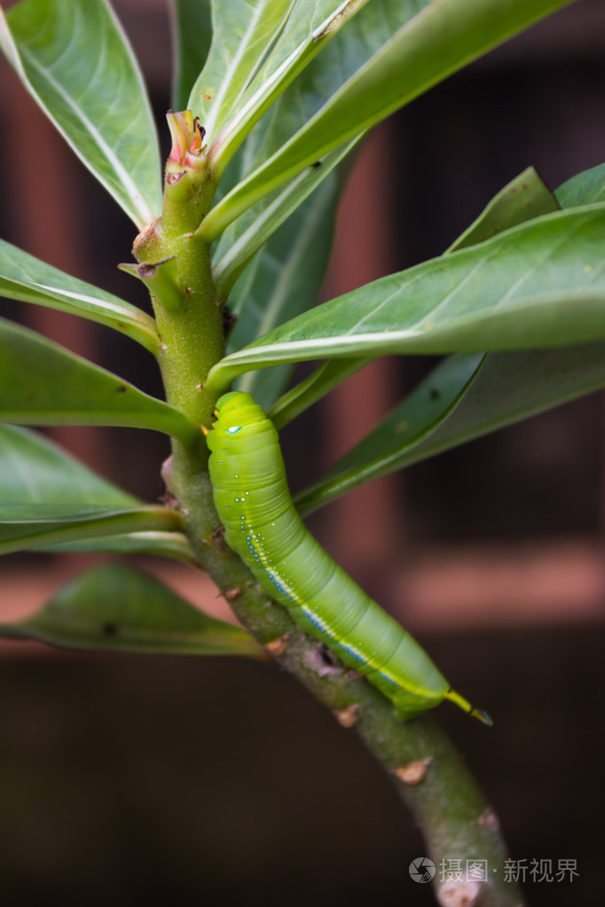 蝴蝶的幼虫爬上树枝