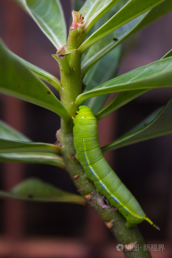 蝴蝶的幼虫爬上树枝