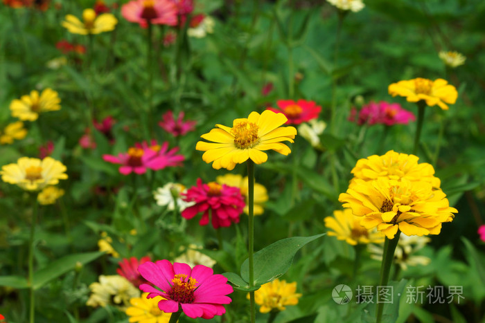 津尼亚花。 家庭综合