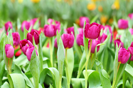 紫色郁金香花场