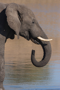非洲大象喝