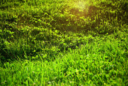 草坪绿草。