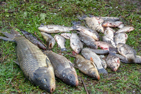 背景淡水鱼在河中捕获鲤鱼鲤鱼和中华鲟