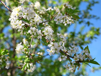 春樱花