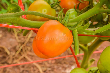 树上成熟的西红柿