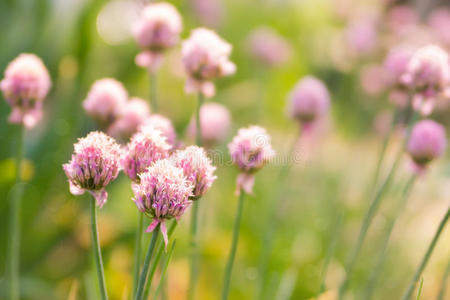 春花韭菜晴天