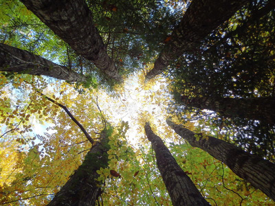光在树圈中的入射照片