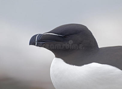 razorbill，阿尔卡托达