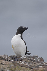 razorbill，阿尔卡托达