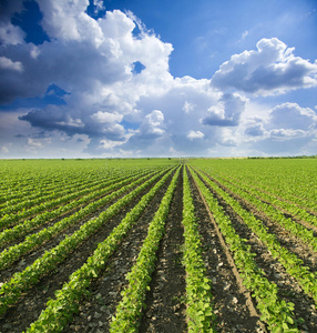 春熟大豆田照片