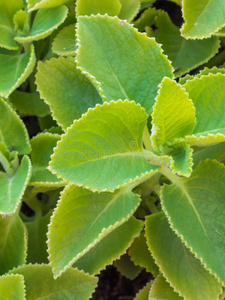 特写新鲜绿色草本植物印度琉璃苣plectranthus ambo