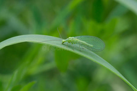 绿色外星昆虫，翅膀透明