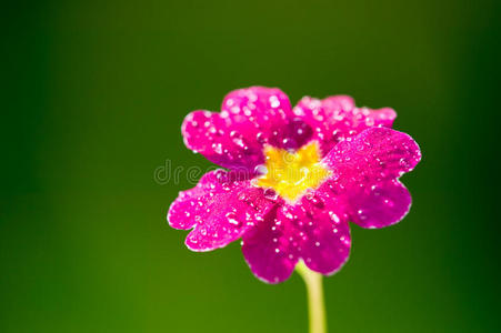 绿色自然背景上的粉红色花朵