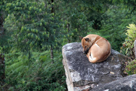 所里独自睡觉或等待,悲伤和孤独,希望自由可爱伤心心烦意乱的小动物
