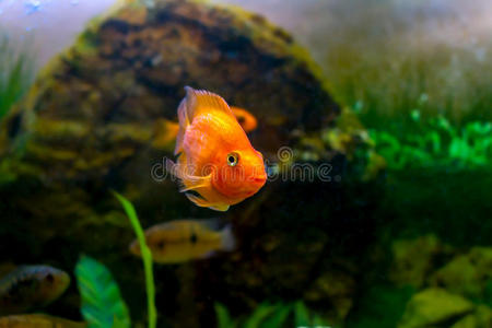 美丽的水族馆装饰橙色鹦鹉鱼