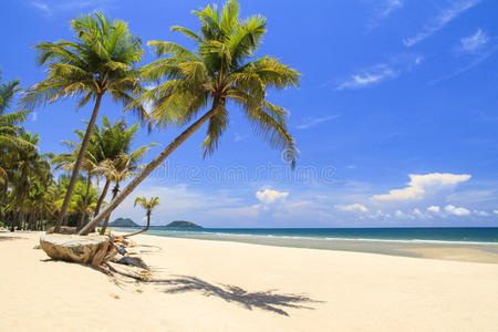 海滩上有石头的椰子树