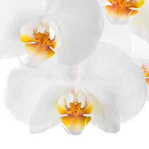 一枝开着美丽的白色黄色兰花