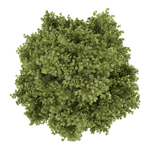 白杨树顶视图照片