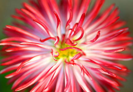 一朵美丽的红雏菊的特写镜头