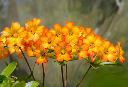 黄色杜鹃花