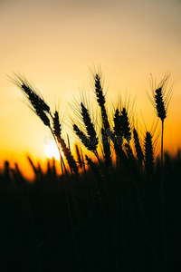 小麦和树木的夕阳