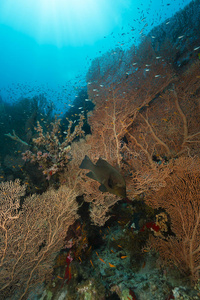 海员和红海的水生生物。