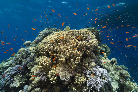 红海的水生生物。