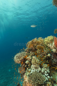 红海的水生生物。