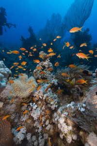 红海的水生生物。