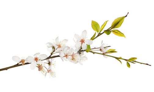 盛开春樱花树孤立枝照片