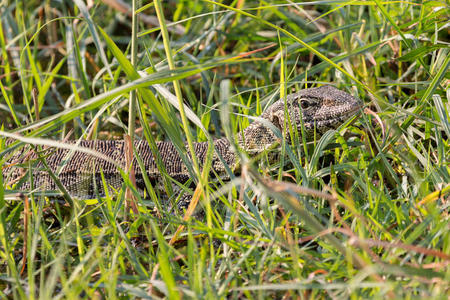蜥蜴伪装在杂草上