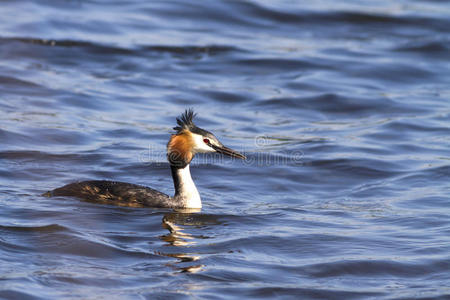 大头冠海狸podiceps cristatus