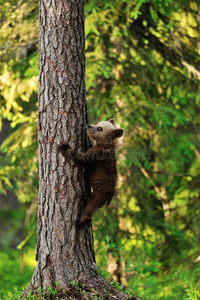 树上的小熊