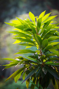 茂盛的绿色植物，叶子很大