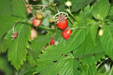 野草莓