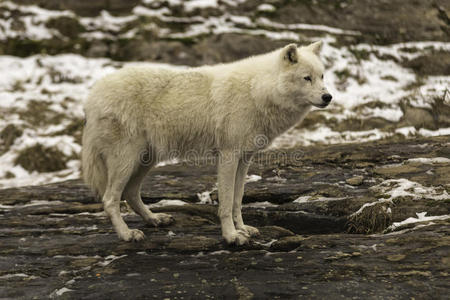 一只孤独的北极狼