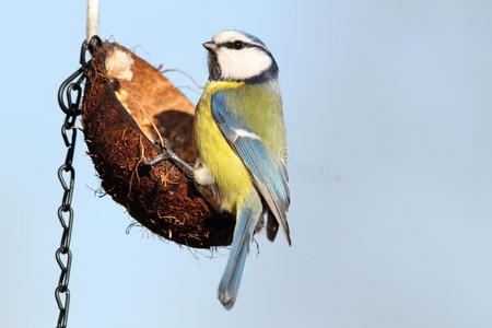 饥饿的蓝山雀挂在喂食器上