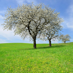 白天樱桃盛开的樱桃树照片