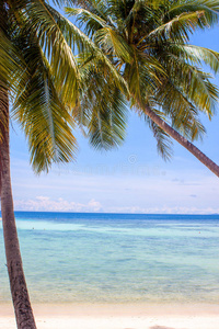 哈德姚海滩的棕榈树