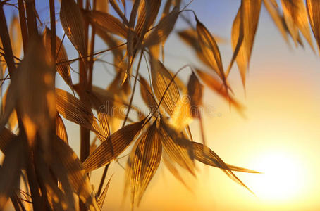 日落时燕麦的小穗