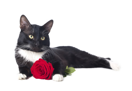 猫一朵玫瑰