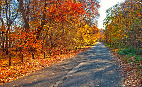 道路与落叶的秋天